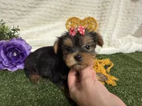 Lucy, a female Yorkshire Terrier for sale in Brighton, MO – 6 of 7