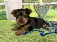 Sunny, a male Yorkshire Terrier for sale in Brighton, MO – 3 of 5