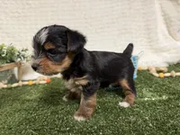 Holland, a female Yorkshire Terrier for sale in Brighton, MO – 7 of 10