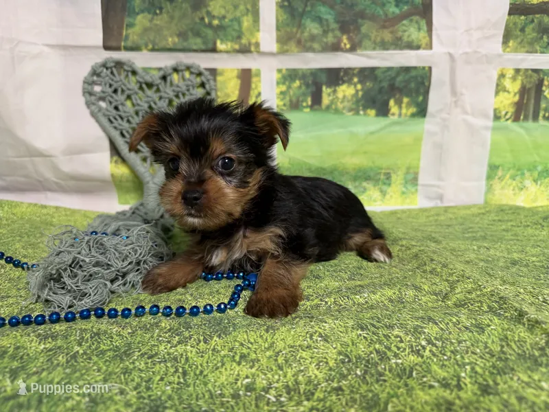 Sunny – Yorkshire Terrier puppy for sale in Brighton, MO