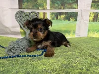 Sunny, a male Yorkshire Terrier for sale in Brighton, MO – 1 of 5
