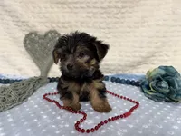 Chris , a female Yorkshire Terrier for sale in Brighton, MO – 2 of 9