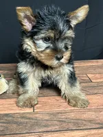 Clover , a male Yorkshire Terrier for sale in Brighton, MO – 7 of 7