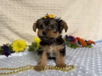 Ceci, a female Yorkshire Terrier for sale in Brighton, MO – 10 of 10