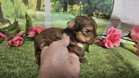 Hailey , a female Yorkshire Terrier for sale in Brighton, MO – 4 of 8