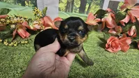Candice , a female Yorkshire Terrier for sale in Brighton, MO – 2 of 5