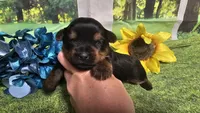 Cody, a female Yorkshire Terrier for sale in Brighton, MO – 6 of 6