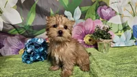 Remy, a male Yorkshire Terrier for sale in Brighton, MO – Photo 7 of 9
