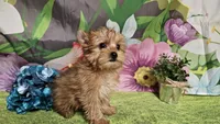 Remy, a male Yorkshire Terrier for sale in Brighton, MO – Photo 8 of 9
