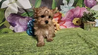 Remy, a male Yorkshire Terrier for sale in Brighton, MO – Photo 9 of 9