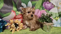 Remy, a male Yorkshire Terrier for sale in Brighton, MO – Photo 3 of 9