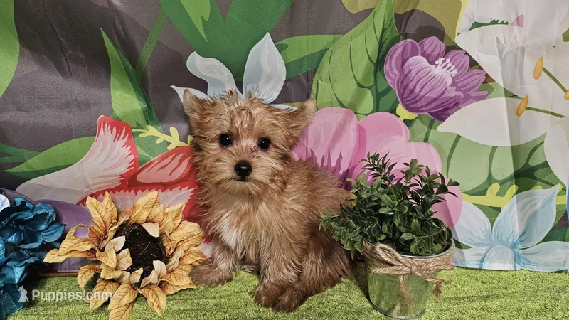 Remy – Yorkshire Terrier puppy for sale in Brighton, MO