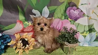 Remy, a male Yorkshire Terrier for sale in Brighton, MO – Photo 1 of 9