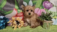Remy, a male Yorkshire Terrier for sale in Brighton, MO – Photo 2 of 9