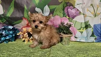 Remy, a male Yorkshire Terrier for sale in Brighton, MO – Photo 6 of 9