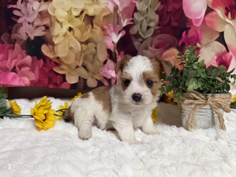 Baxter  – Yorkshire Terrier puppy for sale in Brighton, MO