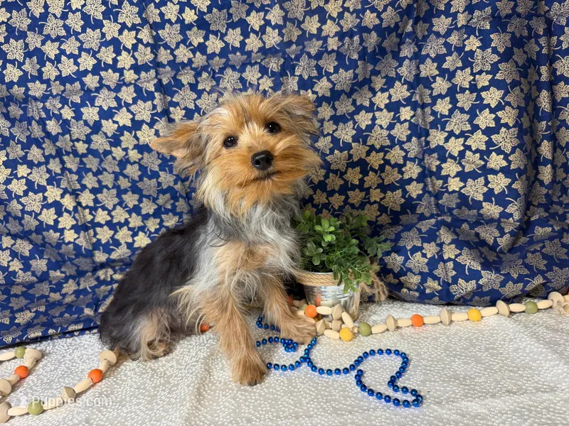 Sawyer neutered  – Yorkshire Terrier puppy for sale in Brighton, MO