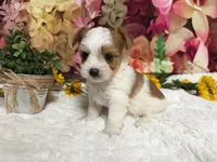 Baxter , a male Yorkshire Terrier for sale in Brighton, MO – 8 of 8