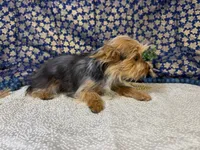 Baxter neutered , a male Yorkshire Terrier for sale in Brighton, MO – 2 of 7
