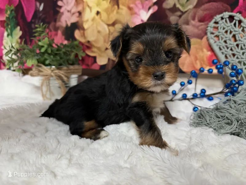 Brent – Yorkshire Terrier puppy for sale in Brighton, MO