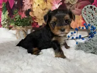 Brent, a male Yorkshire Terrier for sale in Brighton, MO – 1 of 9