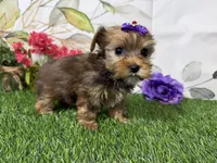 Ruby, a male Yorkshire Terrier for sale in Brighton, MO – 2 of 9