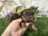 Simone, a female Yorkshire Terrier for sale in Brighton, MO – 4 of 7