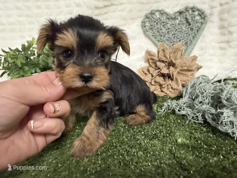 Levi – Yorkshire Terrier puppy for sale in Brighton, MO
