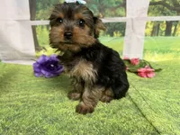 Savanna , a male Yorkshire Terrier for sale in Brighton, MO – 5 of 9