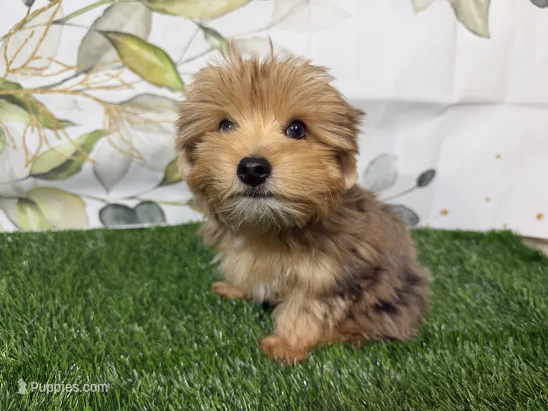 Roman NEUTERED  – Yorkshire Terrier puppy for sale in Brighton, MO