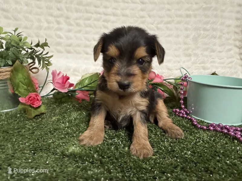 Honey – Yorkshire Terrier puppy for sale in Brighton, MO