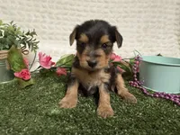 Honey, a female Yorkshire Terrier for sale in Brighton, MO – 1 of 6