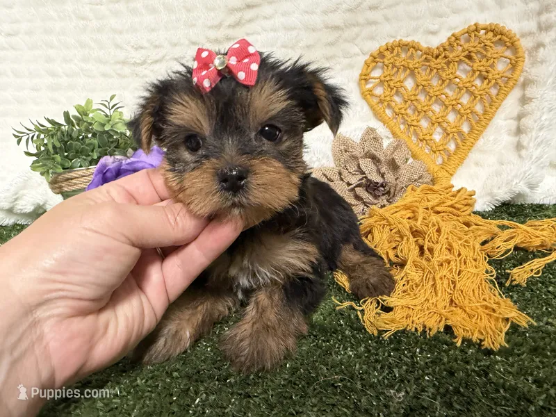 Lucy – Yorkshire Terrier puppy for sale in Brighton, MO
