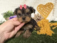 Lucy, a female Yorkshire Terrier for sale in Brighton, MO – 1 of 7
