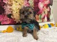 Cody, a male Yorkshire Terrier for sale in Brighton, MO – 6 of 9
