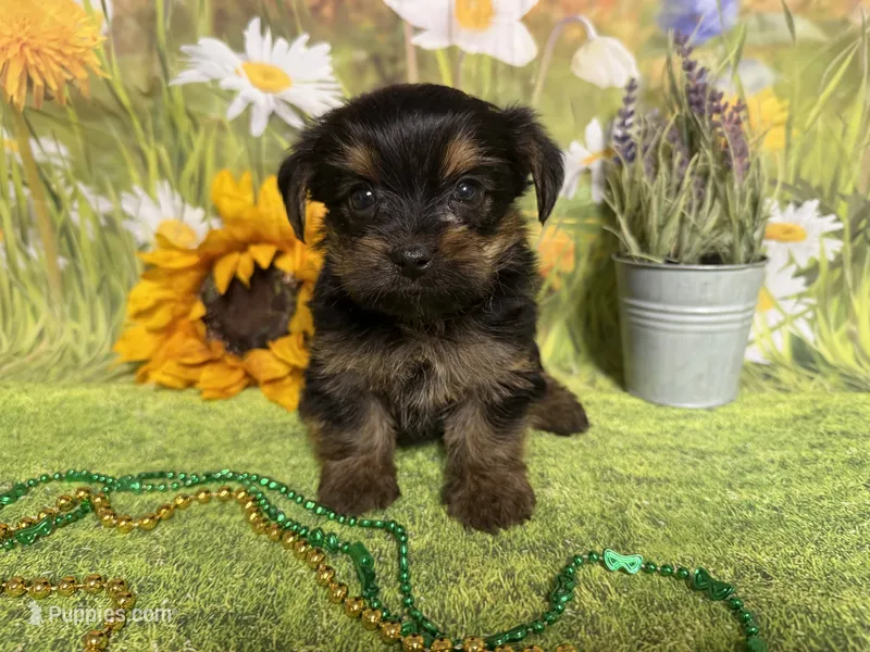 Chris  – Yorkshire Terrier puppy for sale in Brighton, MO