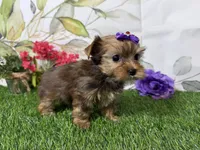 Ruby, a male Yorkshire Terrier for sale in Brighton, MO – 7 of 9