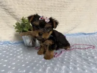 Clara, a female Yorkshire Terrier for sale in Brighton, MO – 2 of 9