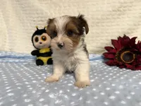 Sylvester , a male Yorkshire Terrier for sale in Brighton, MO – 7 of 9