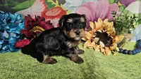 Sterling , a male Yorkshire Terrier for sale in Brighton, MO – Photo 5 of 7