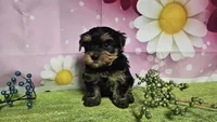 Sterling , a male Yorkshire Terrier for sale in Brighton, MO – 4 of 7