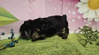 Sterling , a male Yorkshire Terrier for sale in Brighton, MO – 6 of 7