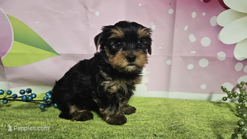 Sterling  – Yorkshire Terrier puppy for sale in Brighton, MO