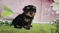 Sterling , a male Yorkshire Terrier for sale in Brighton, MO – 1 of 7