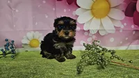 Sterling , a male Yorkshire Terrier for sale in Brighton, MO – 7 of 7
