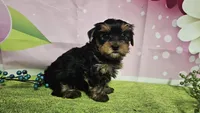 Sterling , a male Yorkshire Terrier for sale in Brighton, MO – 3 of 7