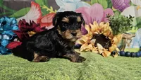Sterling , a male Yorkshire Terrier for sale in Brighton, MO – Photo 7 of 7
