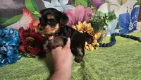 Sterling , a male Yorkshire Terrier for sale in Brighton, MO – Photo 6 of 7