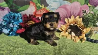 Sterling , a male Yorkshire Terrier for sale in Brighton, MO – Photo 2 of 7