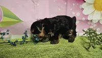 Sterling , a male Yorkshire Terrier for sale in Brighton, MO – 5 of 7